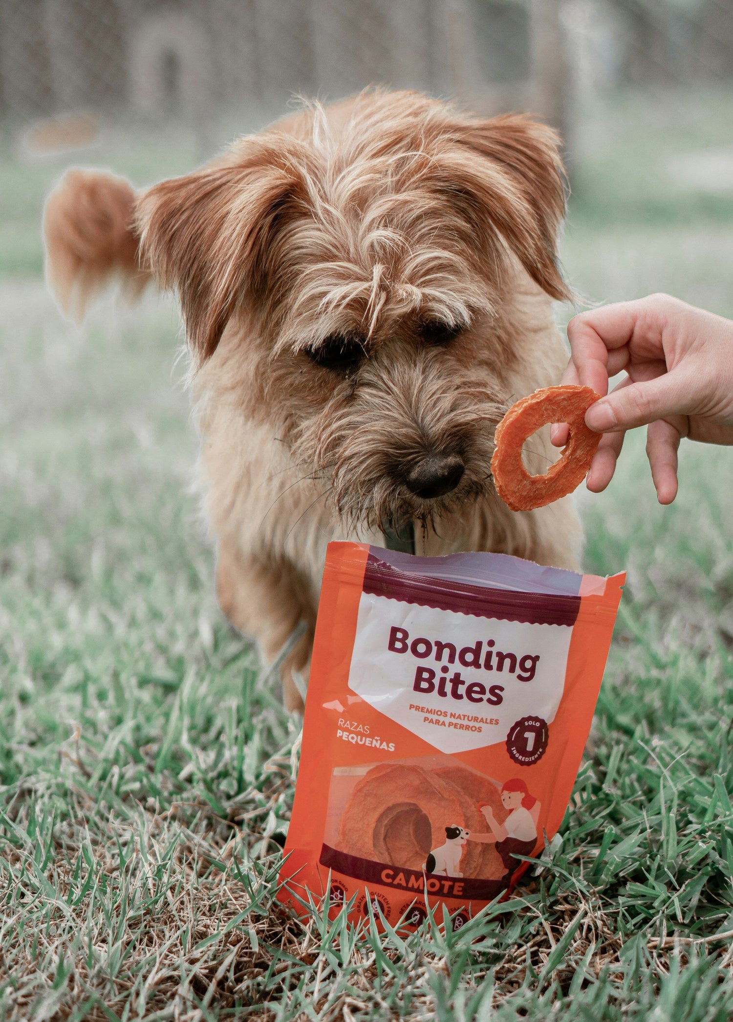 Pet Supplies